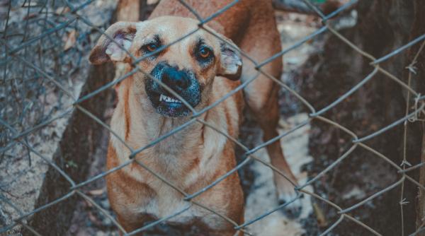 autopsia femeii ucise de caini in bucuresti a murit la fel ca japonezul ucis de bosquito