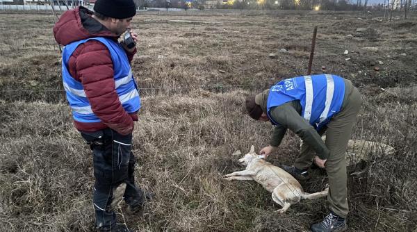 cati prinzatori de caini are aspa catalina tranescu directorul adjunct al aspa a dat cifrele