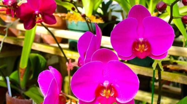 cu ce hranesc gradinarii orhideele pentru o inflorire luxurianta pregatiti o lamaie