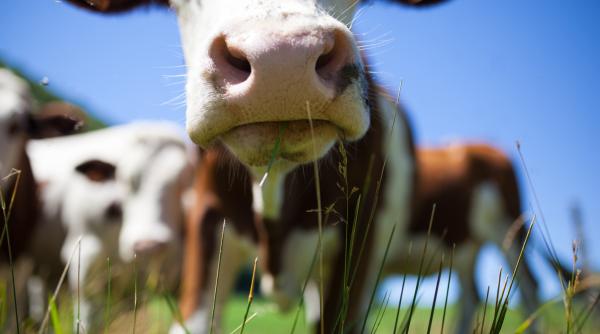 bill gates vrea sa combata ragaitul vacilor cu o tehnologie ultra moderna