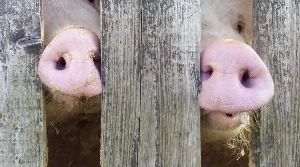 crescatorii de porci din rasele bazna si mangalita primesc bani de la guvern sunt insa cateva conditii