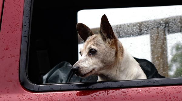 de ce cainilor nu le place sa se plimbe prin ploaie dar adora sa se rostogoleasca in noroi