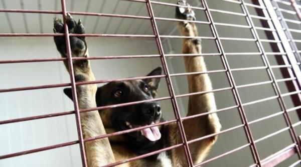 singura solutie care impiedica sa murim muscati de caini in romania din aceasta miscare toti am fi castigatori si cainii si oamenii