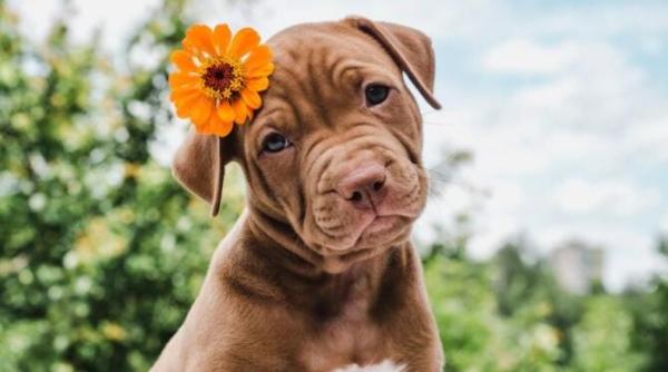 bolile si afectiunile pe care le pot mirosi cainii