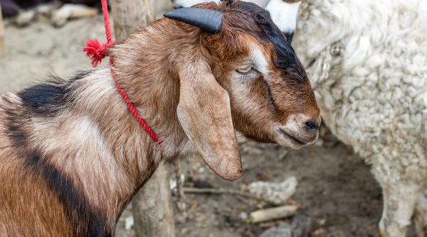 cand se redeschid targurile de animale