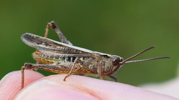 faina de greier a aparut in magazinele din romania cat costa produsul si ce gust vor avea preparatele
