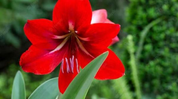 nu puneti niciodata aceste plante pe pervaz dupa cateva zile vor muri