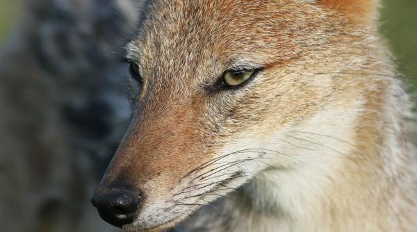 sacalul a ajuns pana la poalele muntilor fagaras motivul pentru care reuseste sa isi creasca efectivele foto