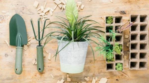 cu ce sa uzi plantele ca sa reziste iernii un amestec esential dezvaluit de gradinari