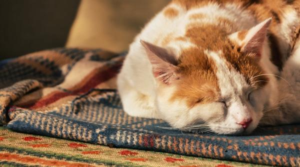 de ce pisicile dorm atat de mult momentul in care ar trebui sa te ingrijorezi