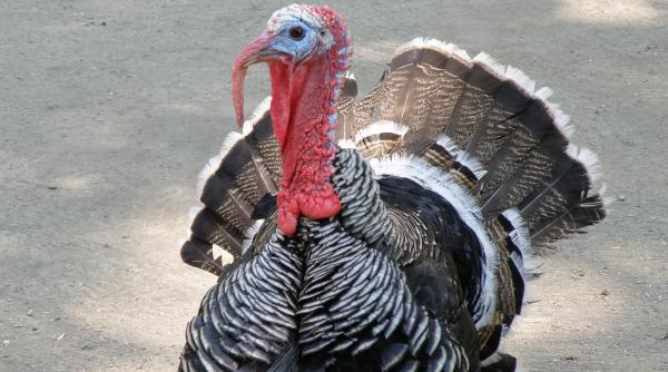 focar de gripa aviara la o ferma cu zeci de mii de curcani