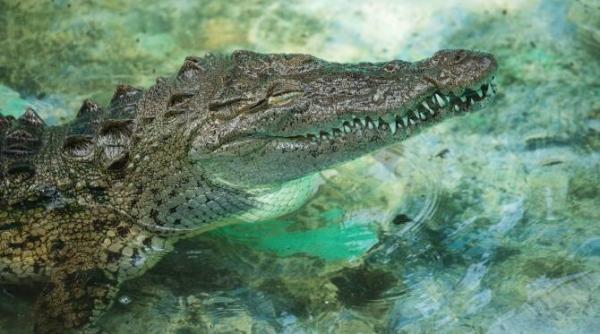 la sibiu se afla cel mai mare crocodil dintr o gradina zoologica din romania