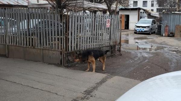 probleme cu cainii in bucuresti parinte am facut sesizare si la politia locala proprietarul ne a zis sa stam linistiti dar copilul meu de frica a iesit in fata masinilor