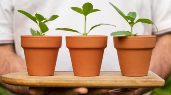 trucul genial cu care plantele tale vor inflori foarte repede ai de urmat cativa pasi