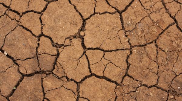 anunt de la ministerul agriculturii se platesc despagubiri de seceta la culturile de primavara