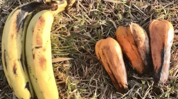 cum arata banana falsa fructul care ar putea ajuta la combaterea foametei