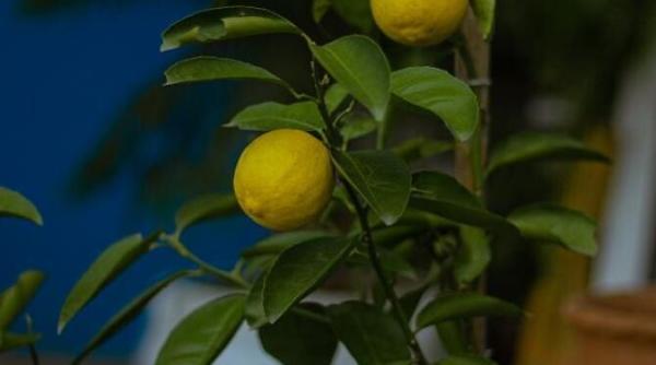 planteaza o lamaie intr un ghiveci casa ta va fi parfumata si decorata fara sa cheltui un leu