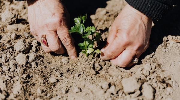 studiu decesele cauzate de canicula ar putea fi reduse prin plantarea de copaci