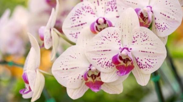 nu mai uda orhideele cu apa iata solutia pentru ca plantele sa infloreasca spectaculos