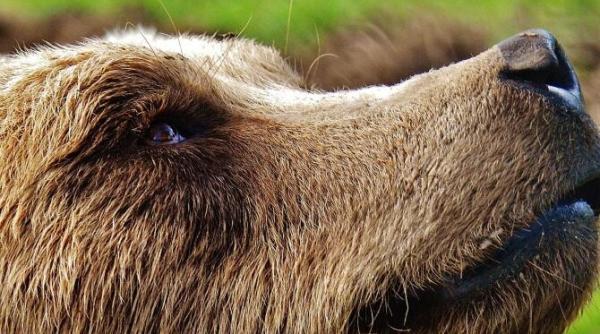 ursii de la zoo targu mures au iesit din barlog ar fi un semn ca primavara este aproape desti ne aflam in plina luna februarie