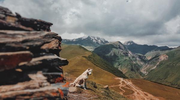 cel mai batran caine din toate timpurile traieste in portugalia cati ani are la vremea aceea oamenii ingropau animalele daca nu puteau sa tina mai multe acasa
