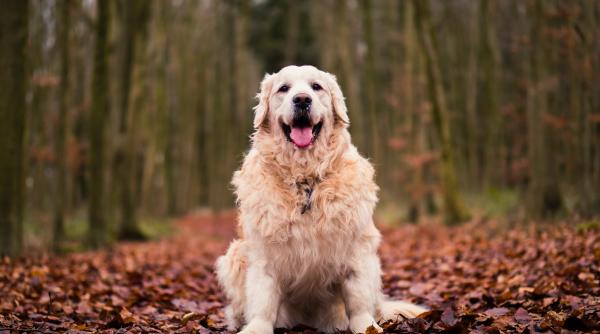 cel mai bogat caine din lume a mostenit o vila in care a stat madonna si face parte din prima dinastie canina de pe pamant