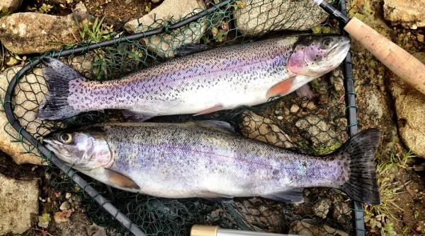 focar de septicemie virala in sibiu aproape 180 000 de pastravi vor fi ucisi