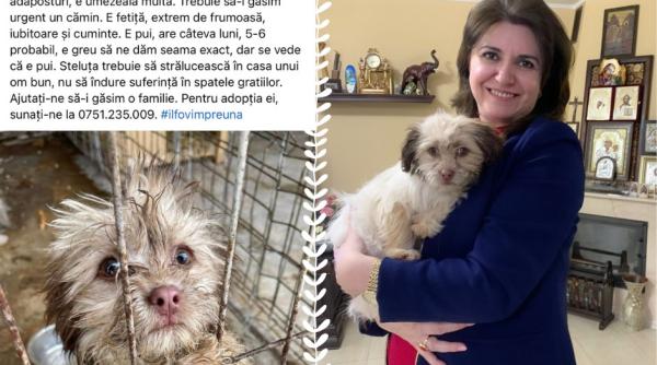 monica anisie are o steluta norocoasa in familie cu nasucul roz si ochii de aluna va rog din suflet adoptati erau si alti puiuti