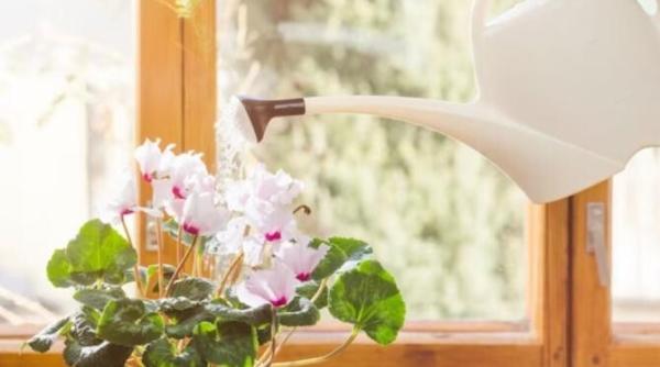 nu arunca resturile de paine le poti folosi pentru a fertiliza plantele de interior