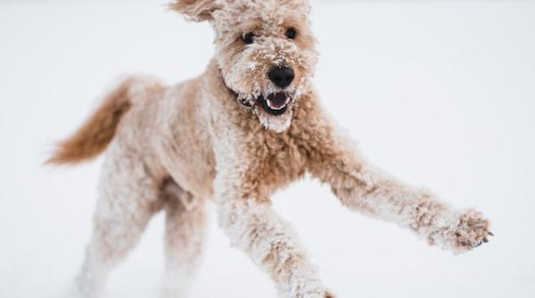 anm prognoza meteo vremea 4 5 februarie 2023 alerta de ninsori in toata tara vine gerul racire accentuata