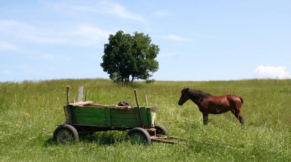 doar in romania traficanti prinsi in timp ce transportau tigari de contrabanda cu ajutorul unui cal