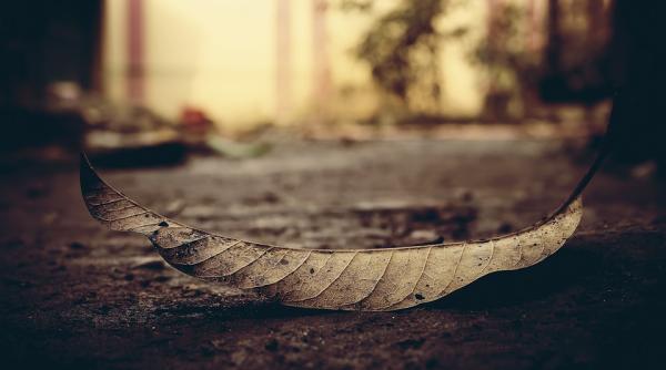 nou incident tragic copac cazut peste o masina in mers a unei familii un copil de 14 ani a murit