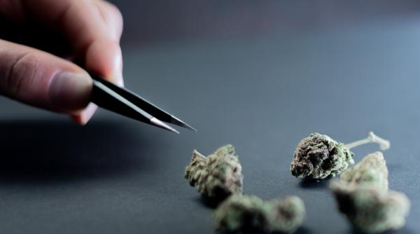 ce se intampla daca stai in camera cu cineva care fumeaza substante psihoactive curca despre taiatul fumului cu cutitul doar asa nu esti expus