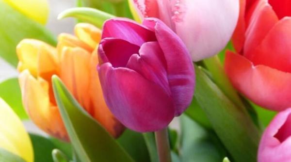 cultiva acasa lalele intr un ghiveci