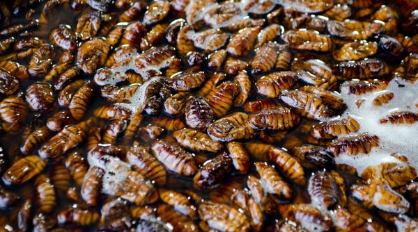 polonia avertizeaza ca mancarea din insecte promovata in ue va afecta agricultura rusia ar fi in spatele acestei miscari si ar vrea sa distruga piata alimentara europeana