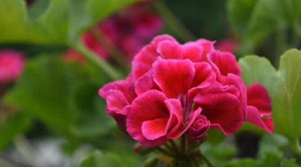 muscata a ramas fara frunze iata cum o poti salva