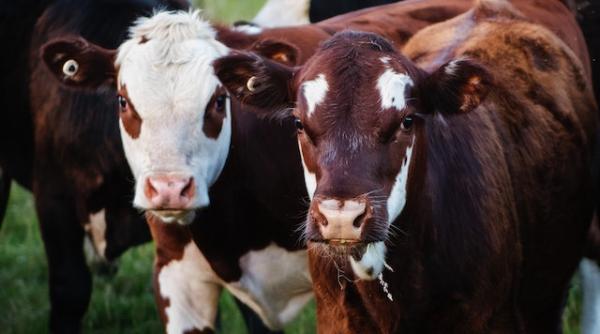 se dau bani de la guvern pentru fermieri afectati de situatia dificila din ucraina ajutor de 44 de milioane de euro conditii si acte necesare