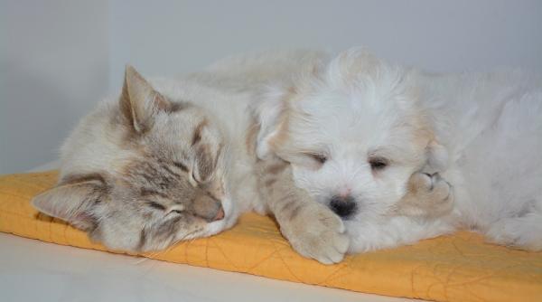 ce vad animalele in visele lor