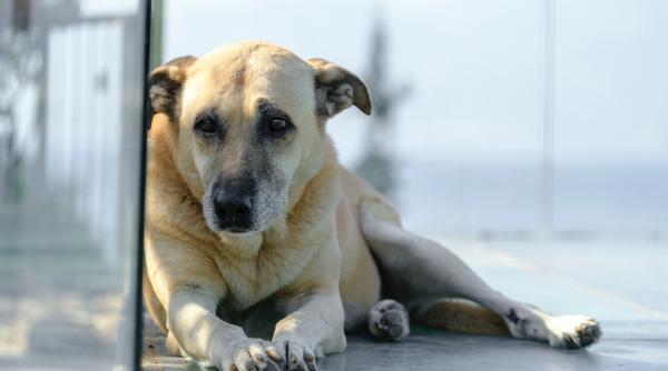 presedintele cj ilfov mesaj clar despre cainii fara stapan rezolvarea problemei nu se face prin eutanasiere