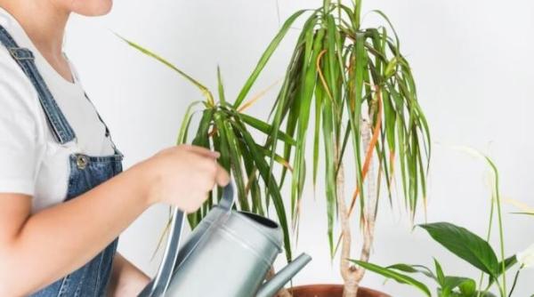 trucul gradinarilor pentru a reinvia o planta moarta iata ce trebuie sa faci urgent