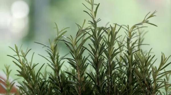 arde o crenguta de rozmarin in casa si vezi ce se intampla in zece minute