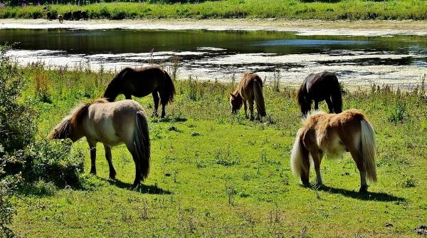 caii salbaticiti din delta sursa de profit