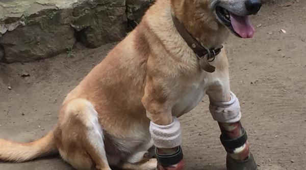 caine batran din mexic victima a narcotraficantilor i au taiat labutele din fata este un erou viata lui e