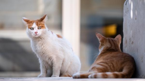 de ce pisicile traiesc singure si nu in haita