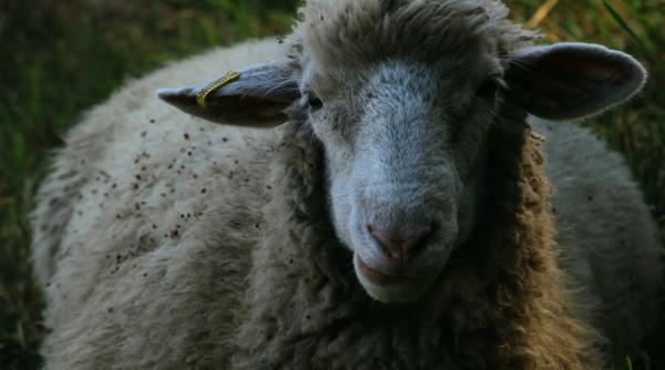 au trecut 20 de ani de la eutanasierea oitei dolly primul animal clonat din lume