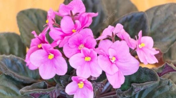 violetele vor inflori tot anul daca vei adauga in ghiveci un produs special