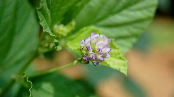 bakuchiol planta minune cu efect de botox natural descopera intrebuintarea si beneficiile pentru pielea ta