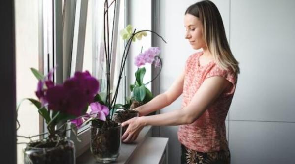 patru tipuri de ingrasaminte care sunt interzise pentru o hrani o orhidee planta ta va muri