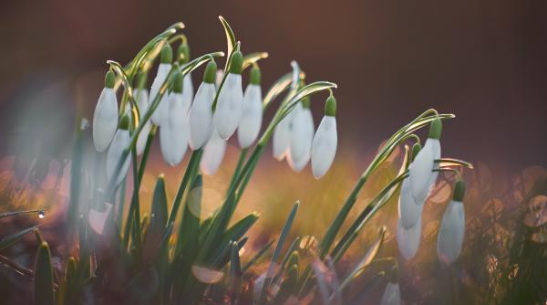 vine primavara elena mateescu anm anunta temperaturi record la finalul saptamanii cum va fi vremea in bucuresti