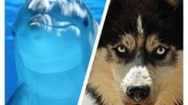 cine este mai inteligent delfinul sau cainele